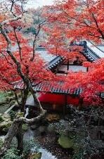 欢乐炸金花官方下载-欢乐炸金花官方下载，开启你的精彩娱乐之旅